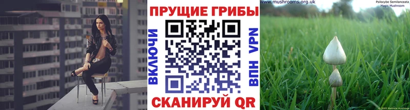Псилоцибиновые грибы мицелий  Гусев 